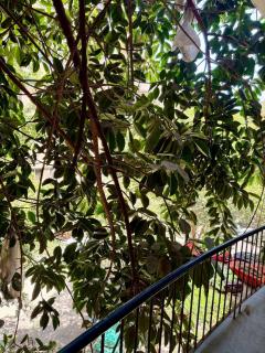 The Grand Tree House In Zamalek! - 1