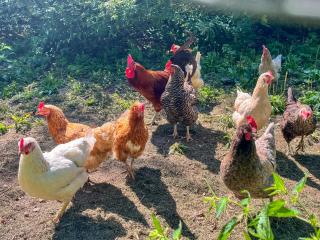 Ferienwohnung 'Ginkgo' mit verwunschenem Garten & privater Sauna - 3