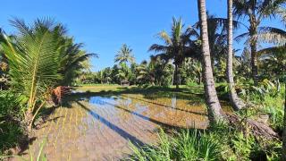 Rice Field inn - Lombok - 7
