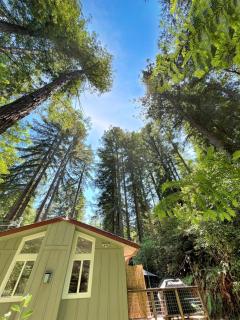 Cozy cabin deep in the redwoods with WiFi and Hot Tub - 6