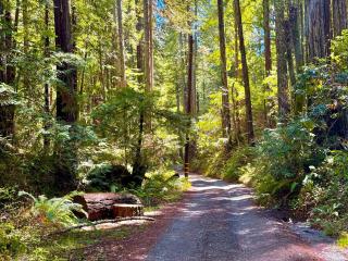 Cozy cabin deep in the redwoods with WiFi and Hot Tub - 4
