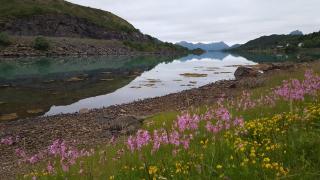 Skjellbogen Hyttegrend - Sortland - 5