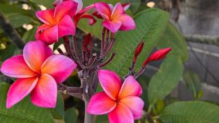 Moorea - Hitiarii Pool House - 9