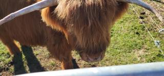 Misty Valley Hilltop Farmstay - 5