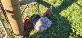 Misty Valley Hilltop Farmstay - 2