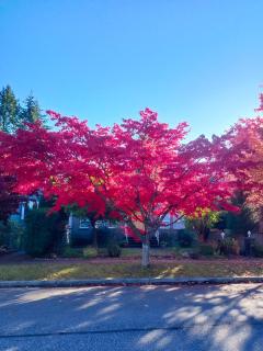 UBC Two-Bedroom Suite - Steps from Beach, Park & Golf - Full Kitchen - Vancouver - 0
