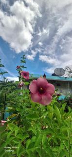 Casa Mariner Resort - Good Hope - 4