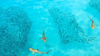 Arrival Beach and Spa - Gulhi - 3