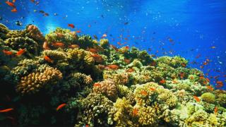 Arrival Beach and Spa - Gulhi - 2