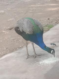 Sai Arunachala Farmstay - 7