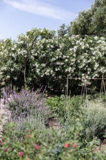 Es Rafal Perfectfinca - 7