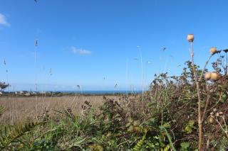 Sea Holly - St. Just - 8