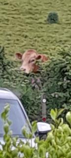 Wisteria Barn, Trewethen, Nr Port Isaac - 9