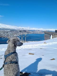 Tomasjord home, Bright and central - 1