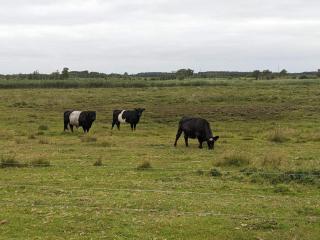 4 person holiday home in Bredebro-By Traum - Bredebro - 4