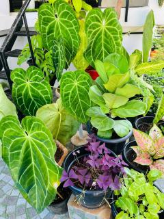 Garden view home stay for family near meitra hospital - 4