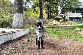 Deer House - Fireplace 1BR near Sinaia Plaza - 4