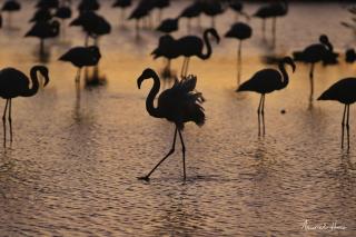 Modern studio with SEA VIEW AND FIBER - 2