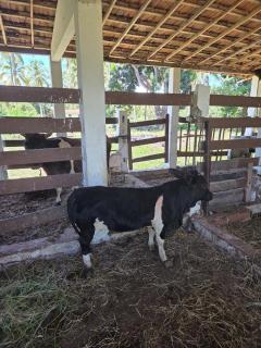 Chalé 2 Quartos em Sítio Tamandaré - 6