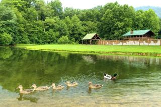 Windy Ridge-Pet-Friendly Smoky Mountain Cabin with Fishing Access, Fenced Yard & Free Tickets - 9