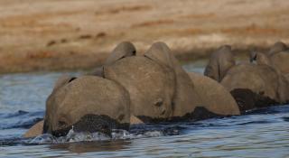 The Residence Villa Chobe - Kasane - 4