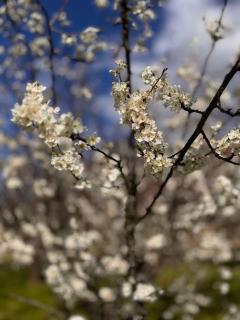 重返自然 return to nature - 1