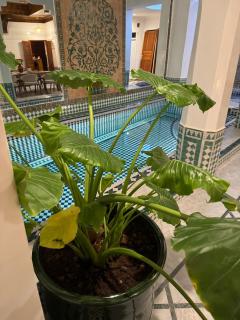 Riad Atlas Acacia - Marraquexe - 6