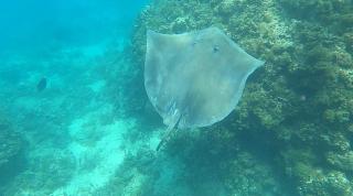 La PERLE de MOOREA Fare HONU Bord de Lagon Baie d'OPUNOHU - 4