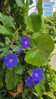 Eden Garden Homestay - 5