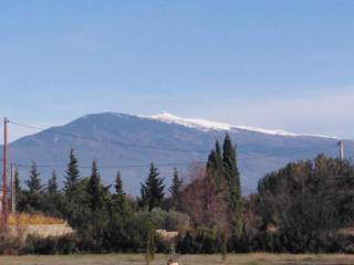 Les lauriers - 4