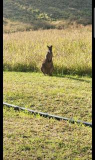 Bella Vista - Terrigal - 1