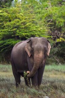 Sambu Cabana Panama - 8