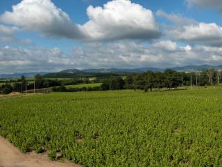 Coeur De Beaujolais - 4