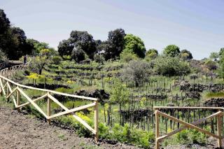 EcoAgriturismo Notti Stellate Etna Mare - Mascali - 5