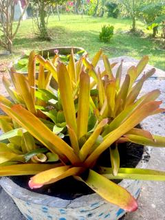 Wandee Resort Bankrut - 7