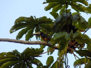 Jungle Tree House - 2