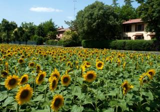 Elena Paternoster - San Lazzaro di Savena - 3