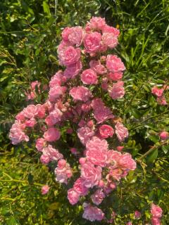 La Résidence Sycomore - 7