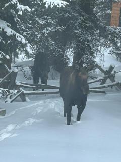 Pilot Peak Cabin - 2