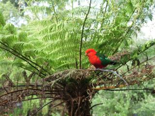 Birdsland Suite - 1