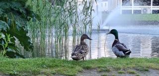 Lake view 3 bedroom caravan with gated decking great location haven wild duck hoilday Park - 7