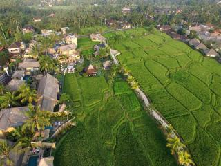 Wapa di Ume Ubud - Ubud - 1