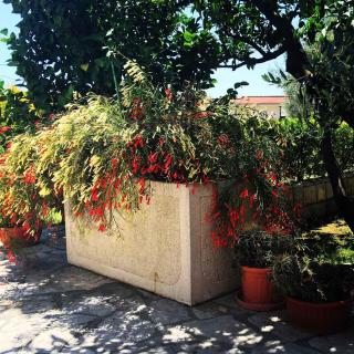 Apartments Medin Danilo - 6