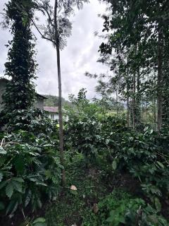 Giri Nele Homestay - 2