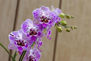 Blossom Hotel Houston, Curio Collection by Hilton - 8