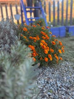 Casa cu Lavanda - 8