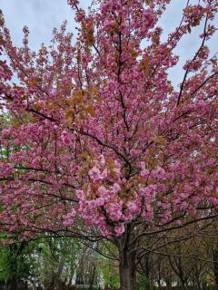 Miejsce na namiot w Błońskim LeoLandzie - 3