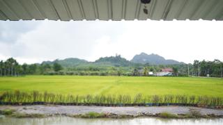 Rice Field Bungalows - 6
