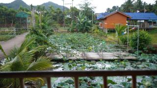 Rice Field Bungalows - 1