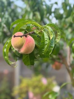 De kleine Bongerd -The little Orchard - 5